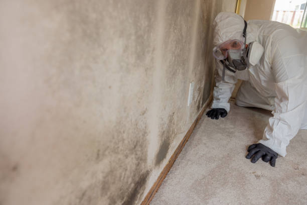 Best Attic Mold Removal  in Kingsland, GA